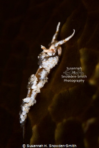 "Night Crawler" - A nudibranch (Dondice occidentalis) cra... by Susannah H. Snowden-Smith 